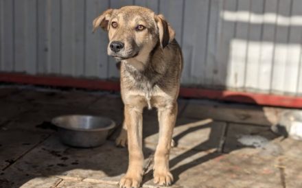 Herzensbrecher Woody will dich erobern