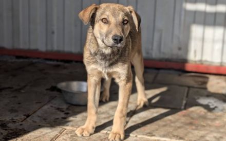 Herzensbrecher Woody will dich erobern