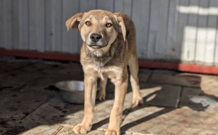 Herzensbrecher Woody will dich erobern