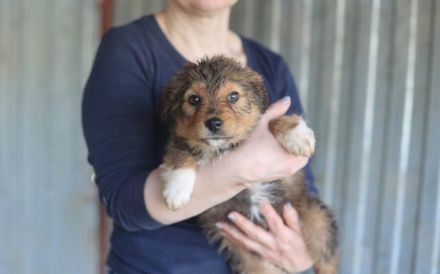 Sofaplatz für Posy gesucht