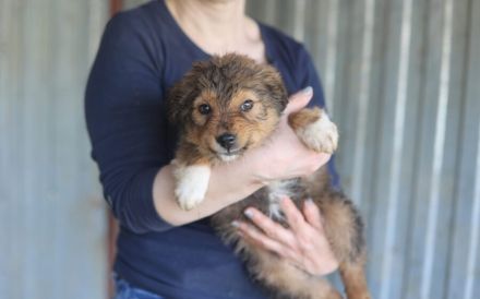 Sofaplatz für Posy gesucht