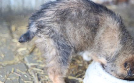 Sofaplatz für Posy gesucht