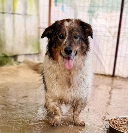 Atreju sucht sein Für-immer-Zuhause