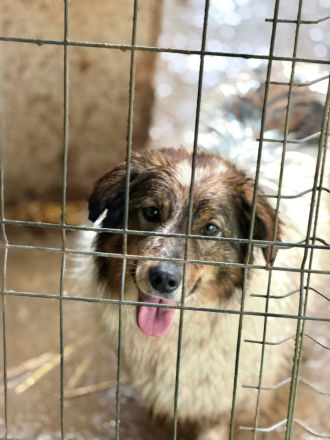 Atreju sucht sein Für-immer-Zuhause