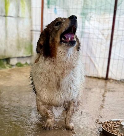 Atreju sucht sein Für-immer-Zuhause