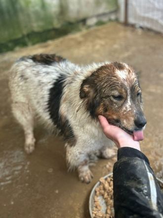 Atreju sucht sein Für-immer-Zuhause