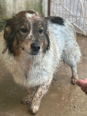 Atreju sucht sein Für-immer-Zuhause