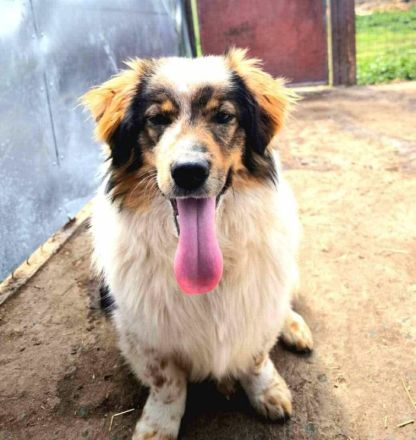 Atreju sucht sein Für-immer-Zuhause