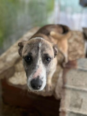 Praline sucht ihr Für-immer-Zuhause