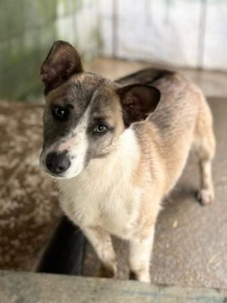 Praline sucht ihr Für-immer-Zuhause