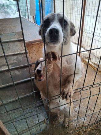 Praline sucht ihr Für-immer-Zuhause