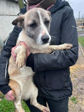 Praline sucht ihr Für-immer-Zuhause