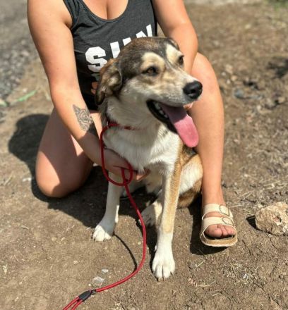 Hannibal sucht sein Für-immer-Zuhause