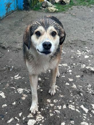 Hannibal sucht sein Für-immer-Zuhause