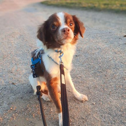 Tala in 92431 Neunburg sucht ihr Für-immer-Zuhause