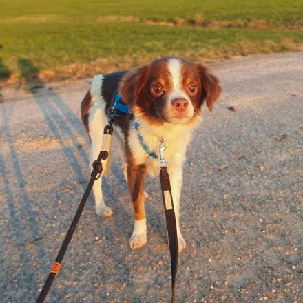 Tala in 92431 Neunburg sucht ihr Für-immer-Zuhause