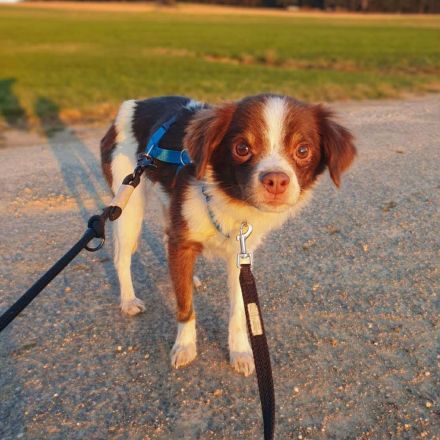 Tala in 92431 Neunburg sucht ihr Für-immer-Zuhause