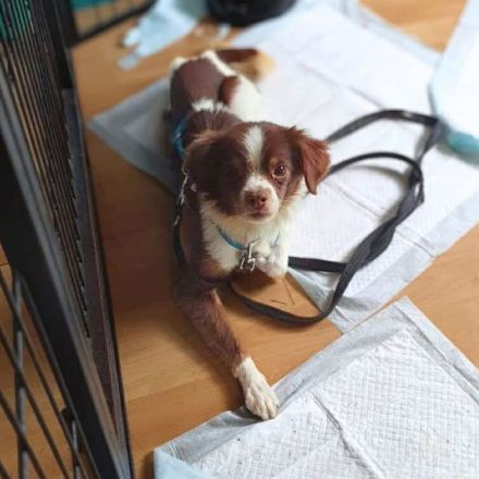 Tala in 92431 Neunburg sucht ihr Für-immer-Zuhause