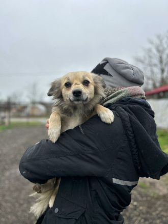 Kindra sucht ihr Für-immer-Zuhause