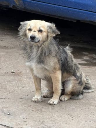 Kindra sucht ihr Für-immer-Zuhause