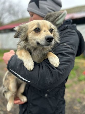 Kindra sucht ihr Für-immer-Zuhause