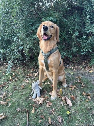 Golden Retriever mit Verhaltensproblemen sucht konsequente, erfahrene Halter