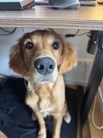 Golden Retriever mit Verhaltensproblemen sucht konsequente, erfahrene Halter