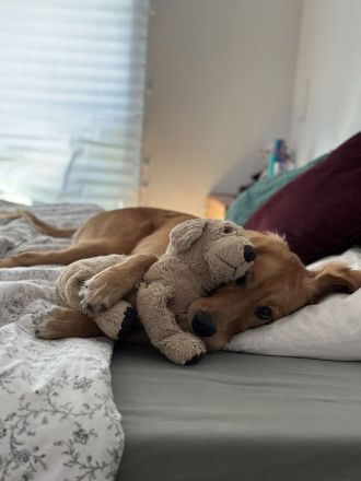 Golden Retriever mit Verhaltensproblemen sucht konsequente, erfahrene Halter