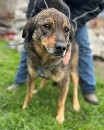 Bastian sucht sein Für-immer-Zuhause