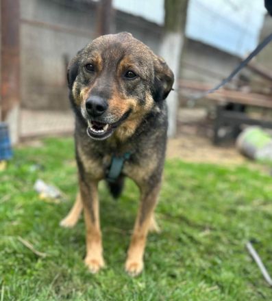 Bastian sucht sein Für-immer-Zuhause