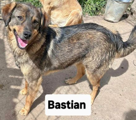 Bastian sucht sein Für-immer-Zuhause