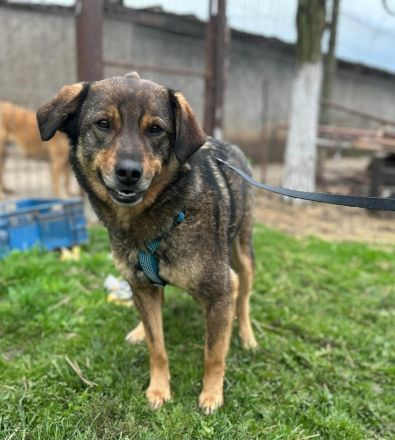 Bastian sucht sein Für-immer-Zuhause