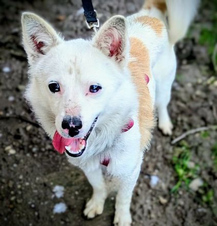 Twix sucht sein Für-immer-Zuhause