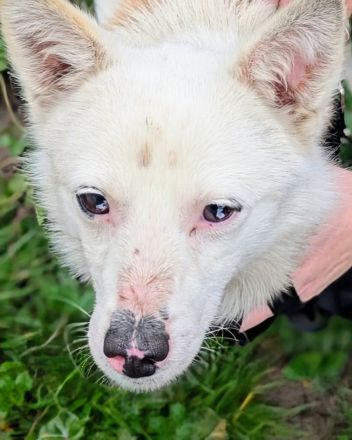 Twix sucht sein Für-immer-Zuhause