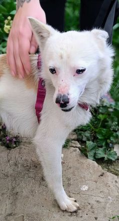 Twix sucht sein Für-immer-Zuhause