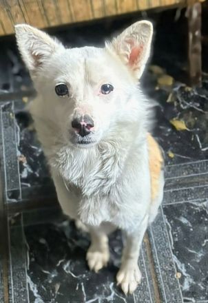 Twix sucht sein Für-immer-Zuhause