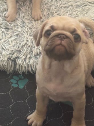 Altdeutsche Mopswelpen