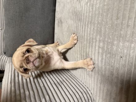 Altdeutsche Mopswelpen