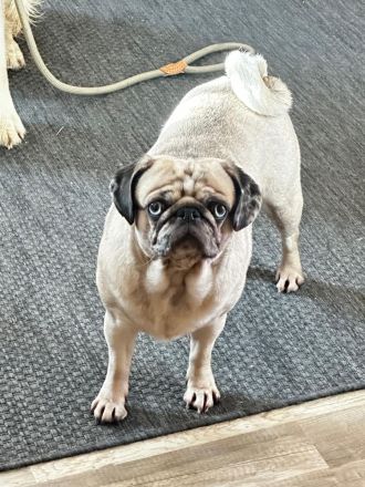 Altdeutsche Mopswelpen