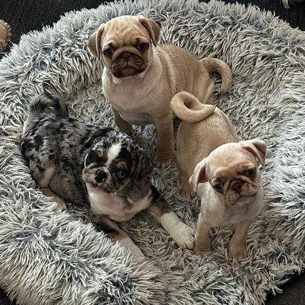 Altdeutsche Mopswelpen