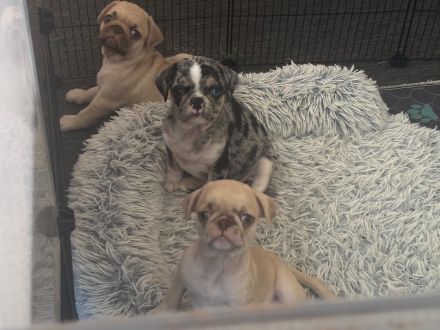 Altdeutsche Mopswelpen