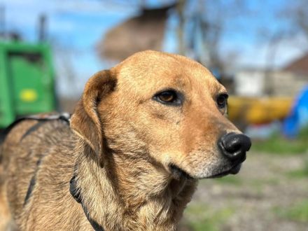 Vali sucht sein Für-immer-Zuhause