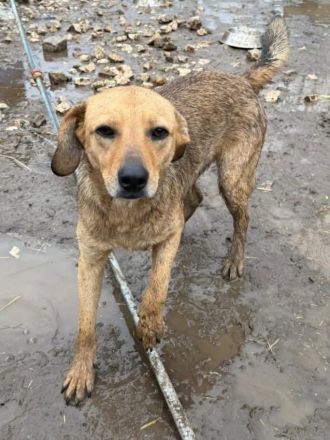 Vali sucht sein Für-immer-Zuhause