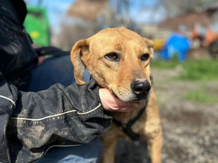 Vali sucht sein Für-immer-Zuhause