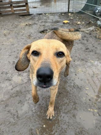 Vali sucht sein Für-immer-Zuhause