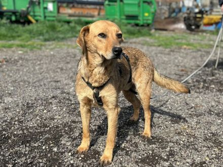 Vali sucht sein Für-immer-Zuhause