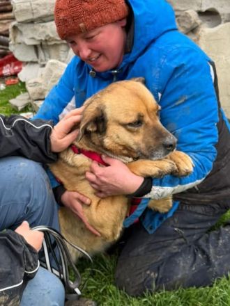 Molly sucht ihr Für-immer-Zuhause