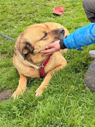 Molly sucht ihr Für-immer-Zuhause