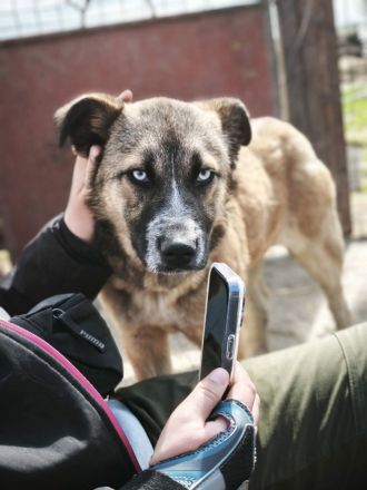 Jojo sucht ihr Für-immer-Zuhause