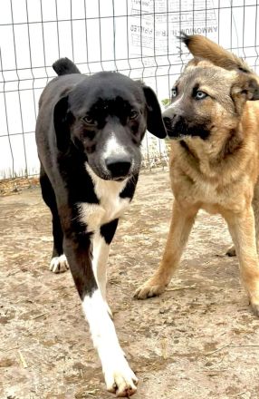 Sumi sucht ihr Für-immer-Zuhause